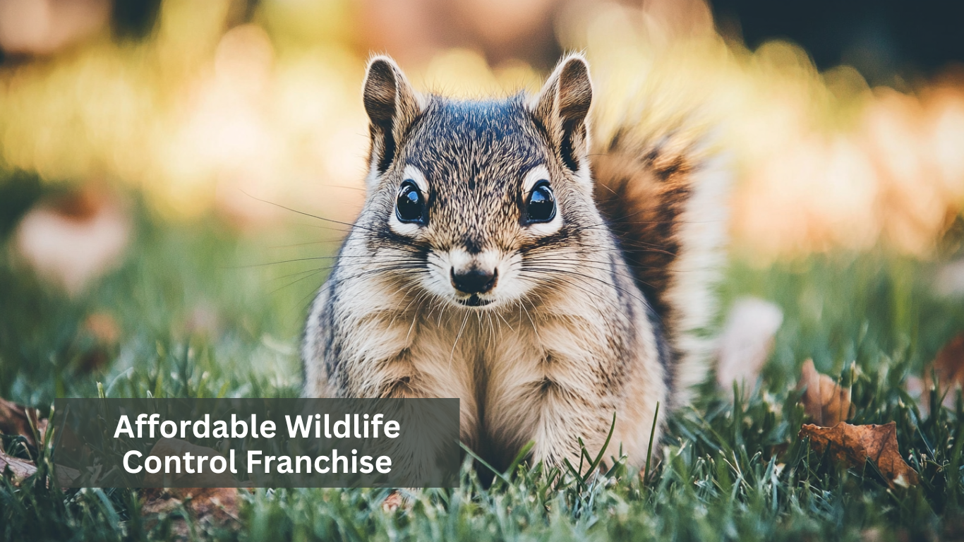 Affordable Wildlife Control Franchise
