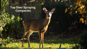 Top Deer Spraying Companies