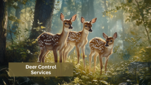 Deer Control Services